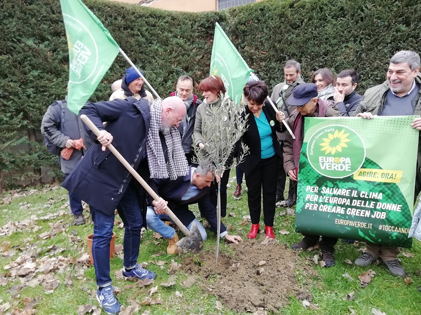 Bonaccini-pianta-ulivo-1