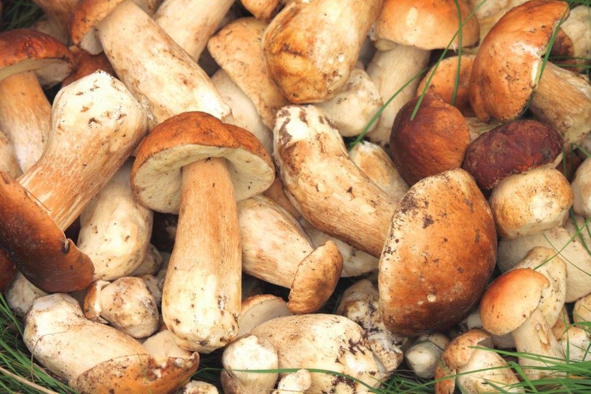 funghi