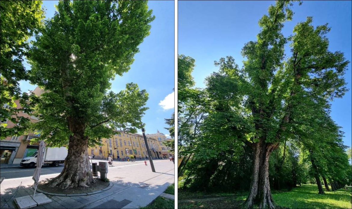 Alberi-monumentali-4